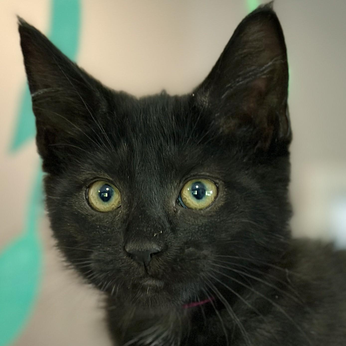 Flow, an adopted Domestic Short Hair in Victor, NY image 2/4