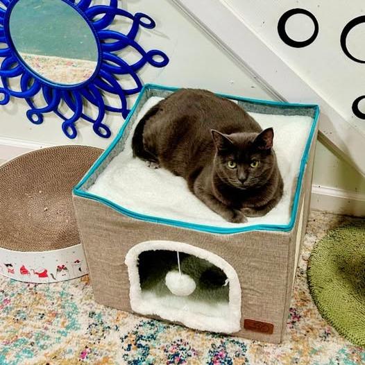 Joy, Adoptable, Adult Female American Shorthair.