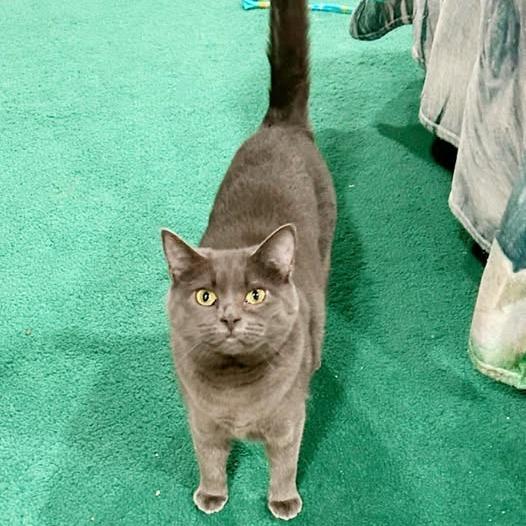 Enlarge Joy, a Adoptable American Shorthair in Pocono Summit, PA image 2/6