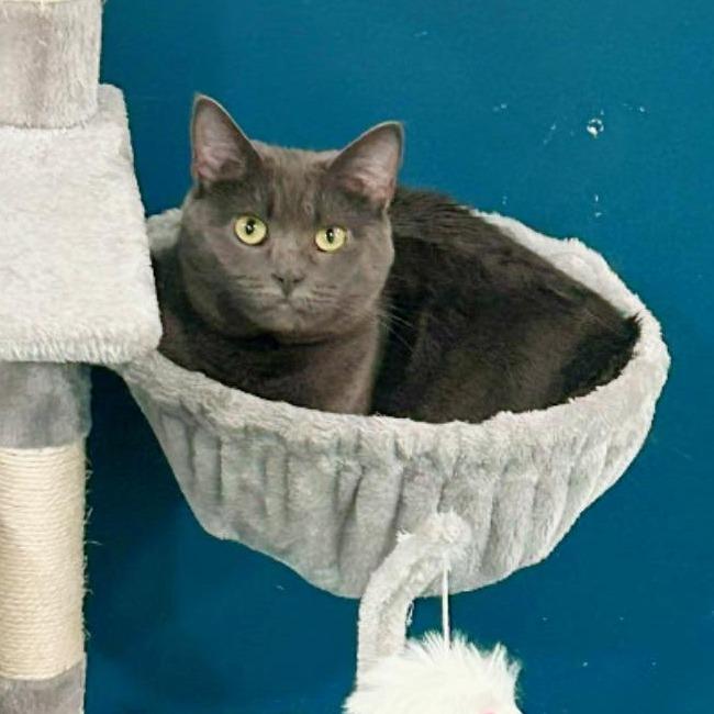 Enlarge Joy, a Adoptable American Shorthair in Pocono Summit, PA image 3/6