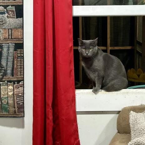 Enlarge Joy, a Adoptable American Shorthair in Pocono Summit, PA image 4/6