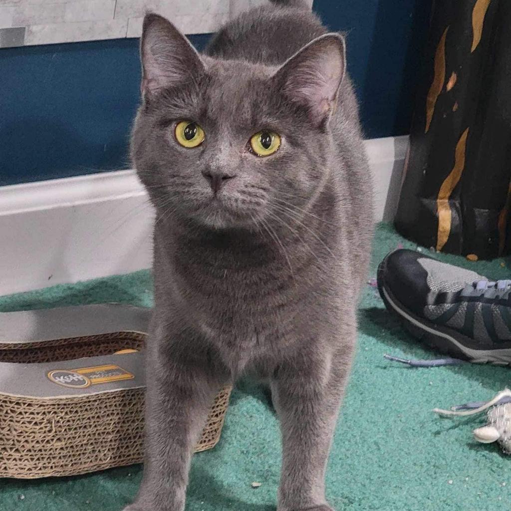 Enlarge Joy, a Adoptable American Shorthair in Pocono Summit, PA image 5/6