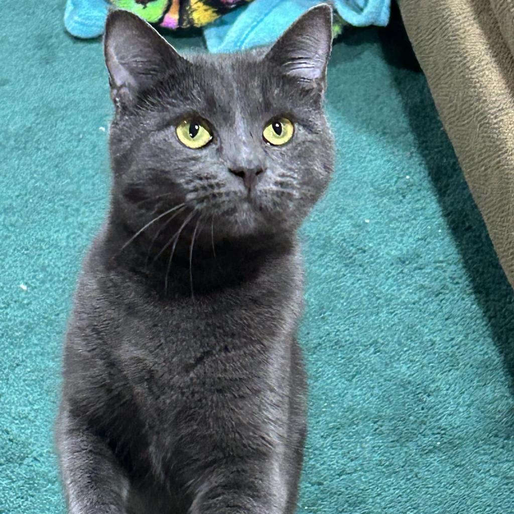 Enlarge Joy, a Adoptable American Shorthair in Pocono Summit, PA image 6/6