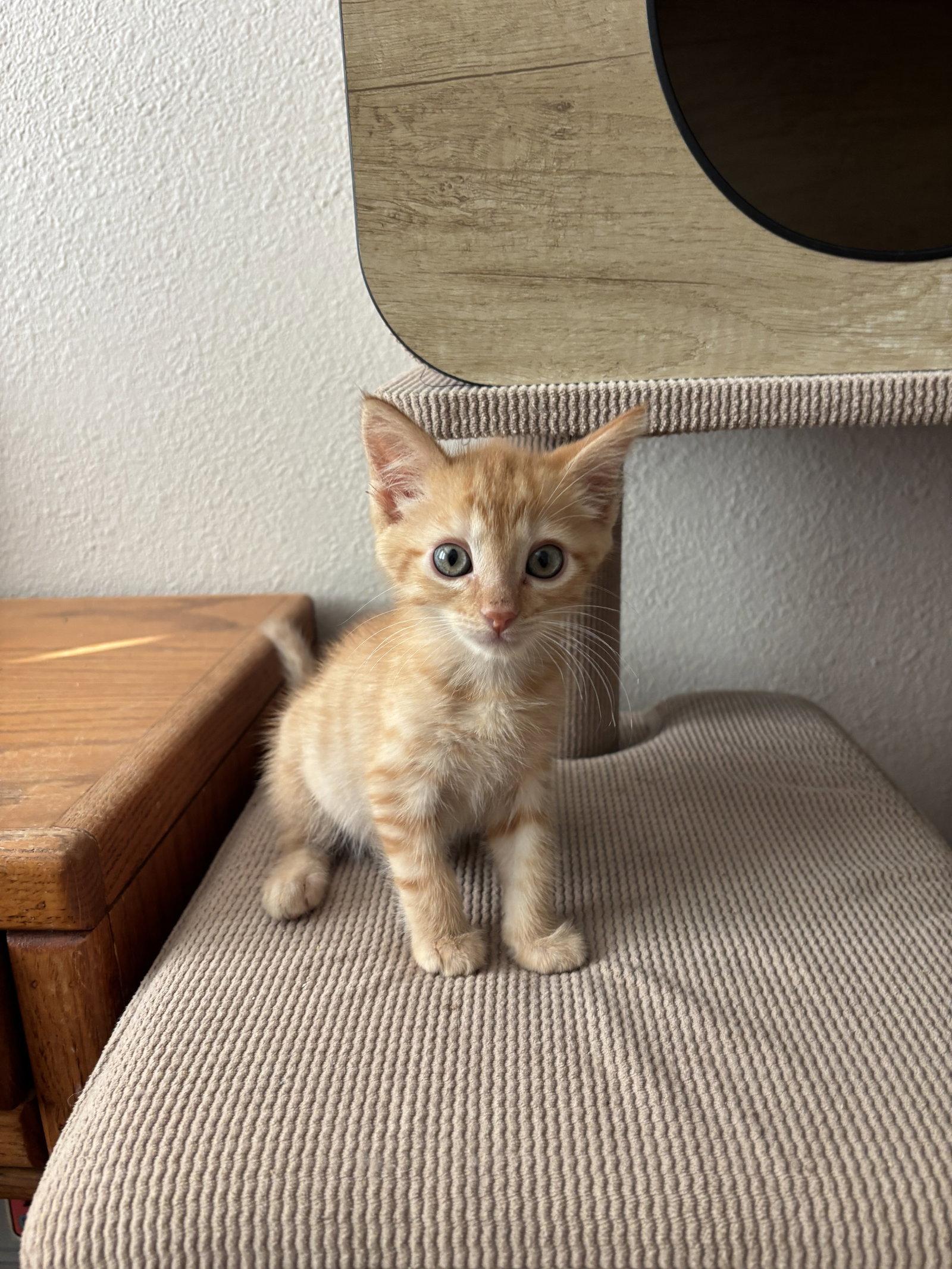 Enlarge Trabuco, a Adopted mixed breed in Laguna Niguel, CA image 1/3