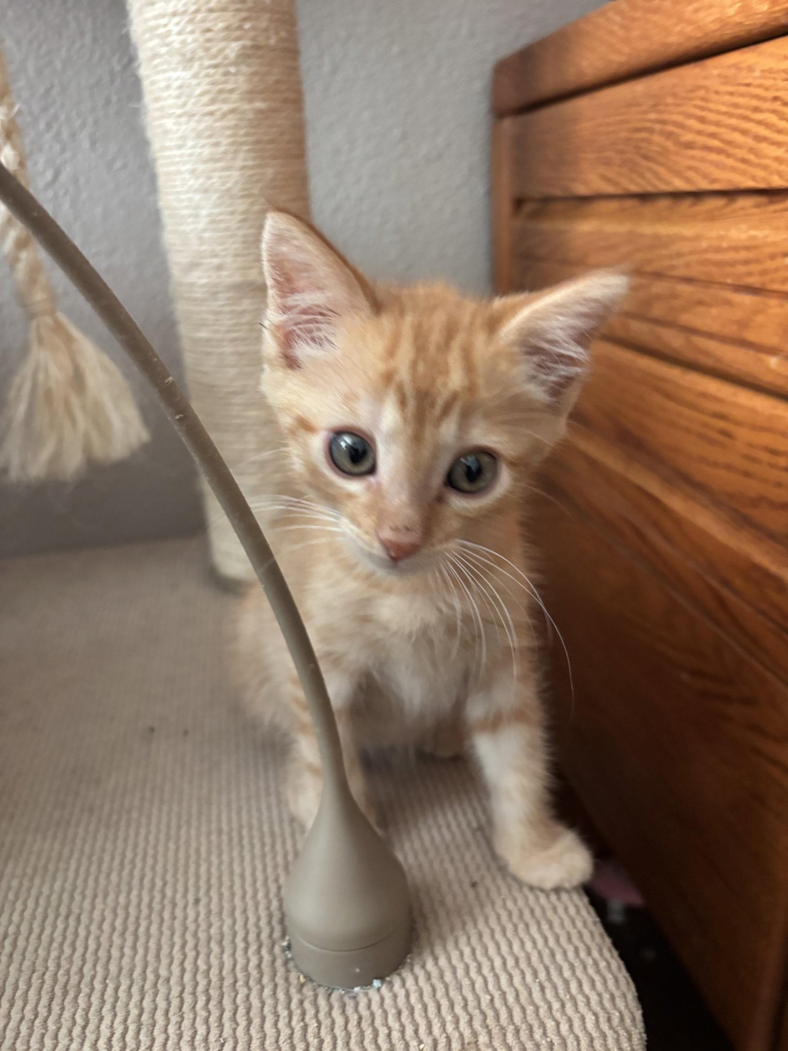 Enlarge Trabuco, a Adopted mixed breed in Laguna Niguel, CA image 2/3