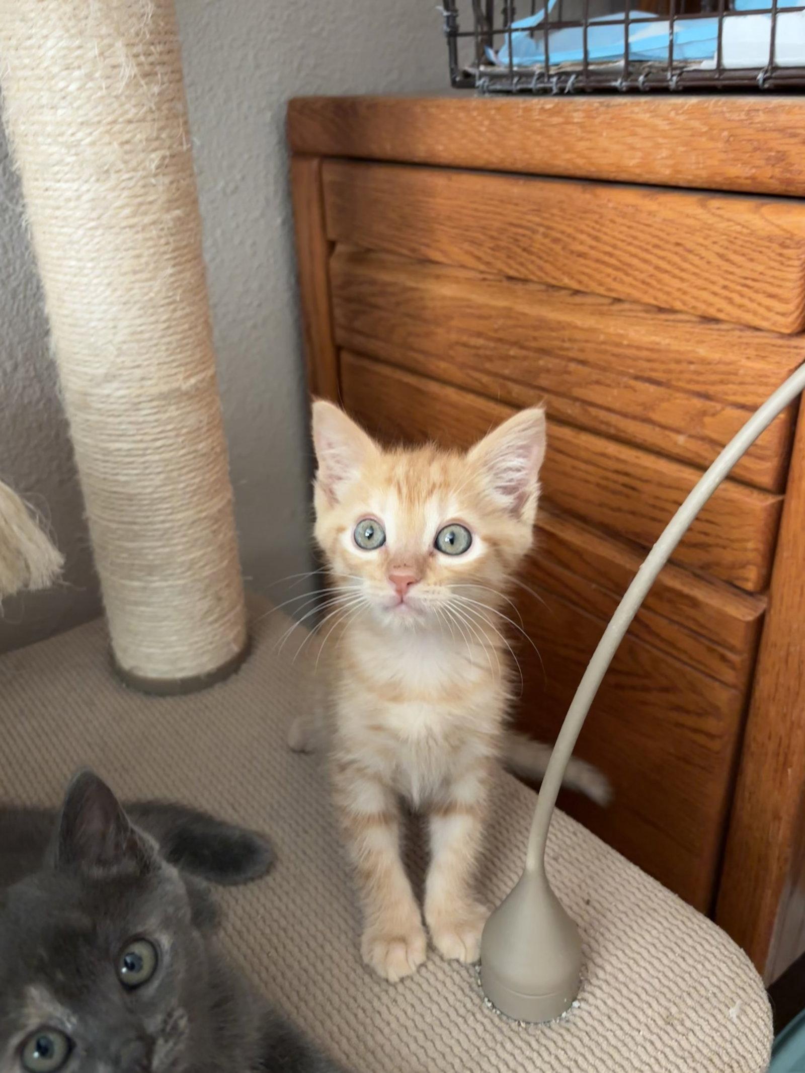 Enlarge Trabuco, a Adopted mixed breed in Laguna Niguel, CA image 3/3