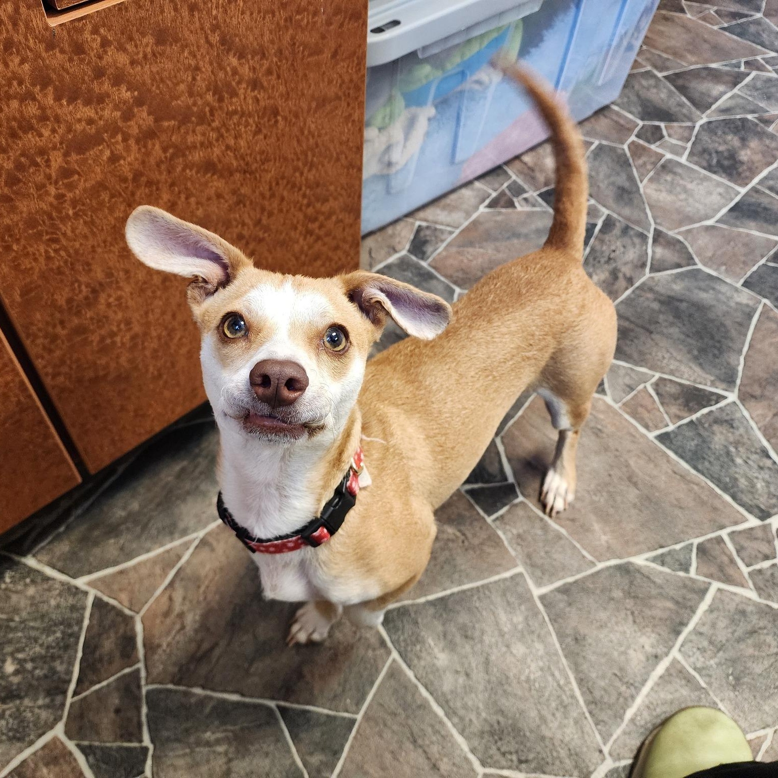 Dog for adoption - Princess Atta, a Chihuahua in Sterling Heights, MI ...