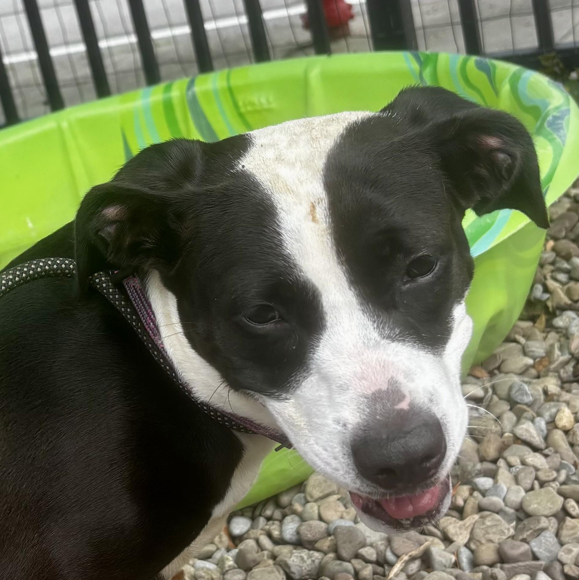 Dani California, an adopted Pit Bull Terrier in Buffalo, NY image 3/3