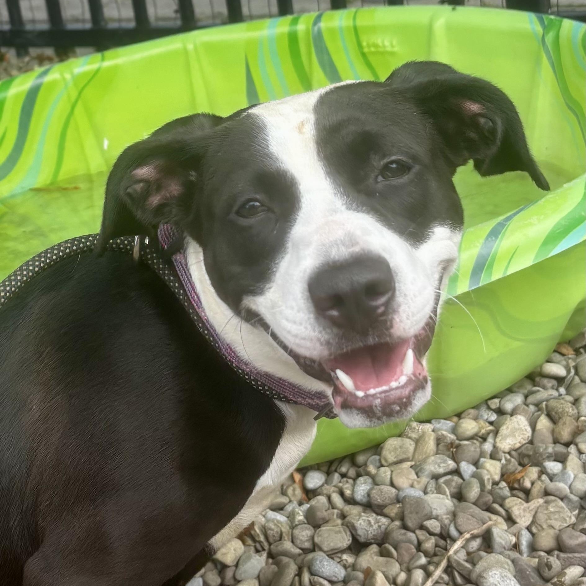 Dani California, adopted, Young Female Pit Bull Terrier.