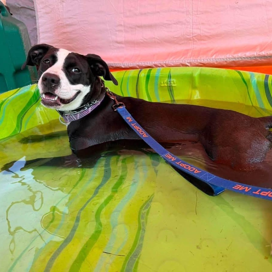 Dani California, an adopted Pit Bull Terrier in Buffalo, NY image 2/3