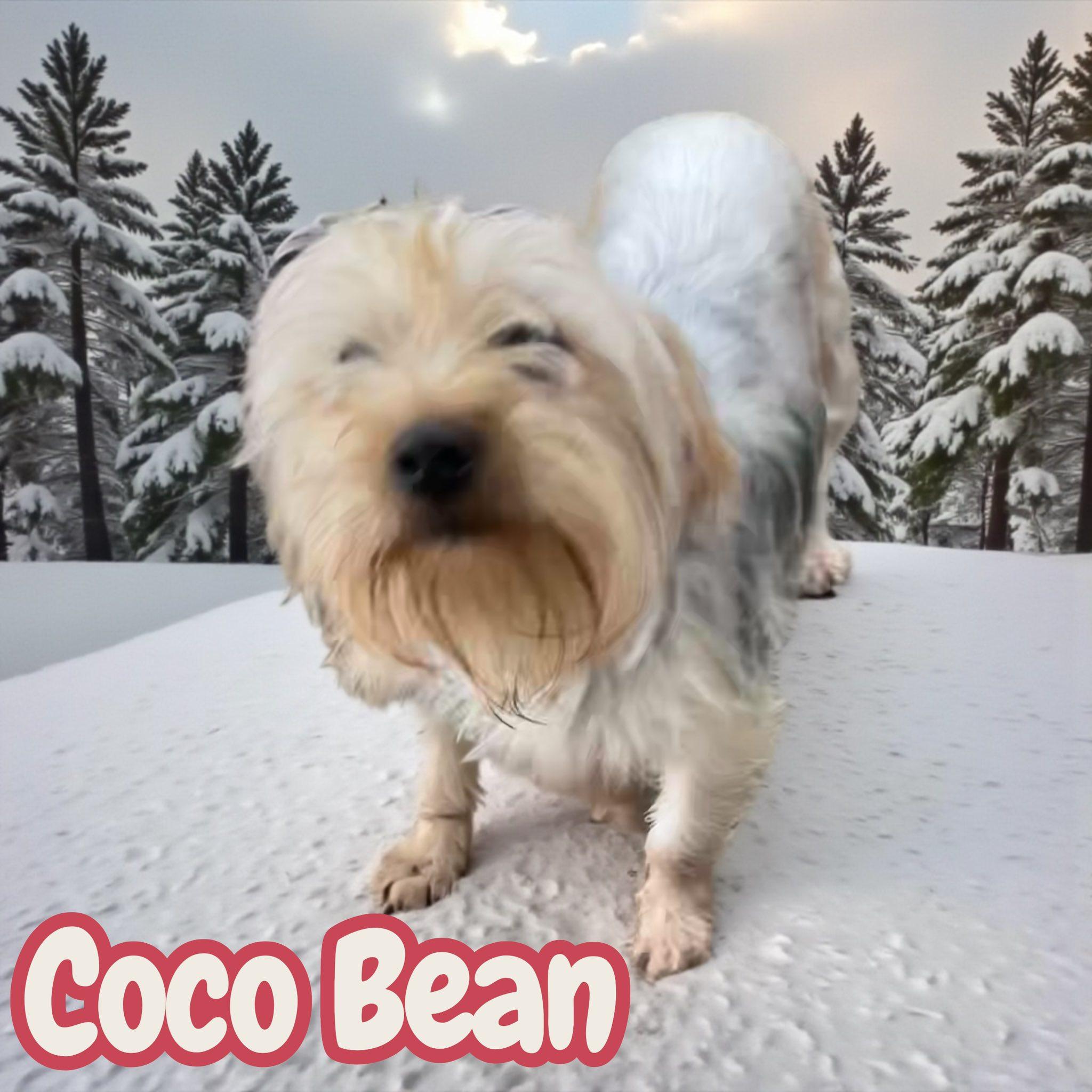 Coco Bean
