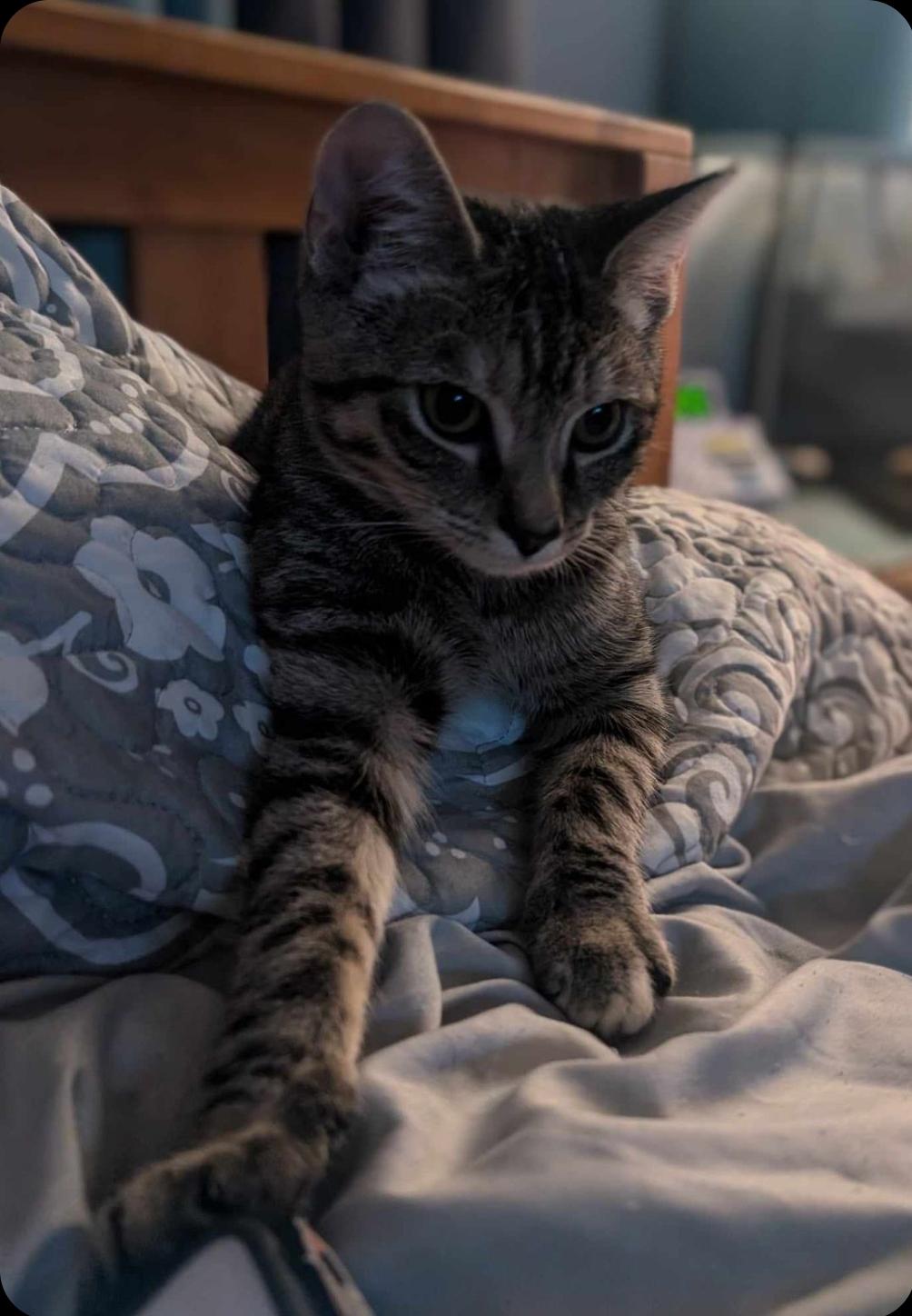 Sharron, a Adoptable Domestic Short Hair in Stuarts Draft, VA image 2/3