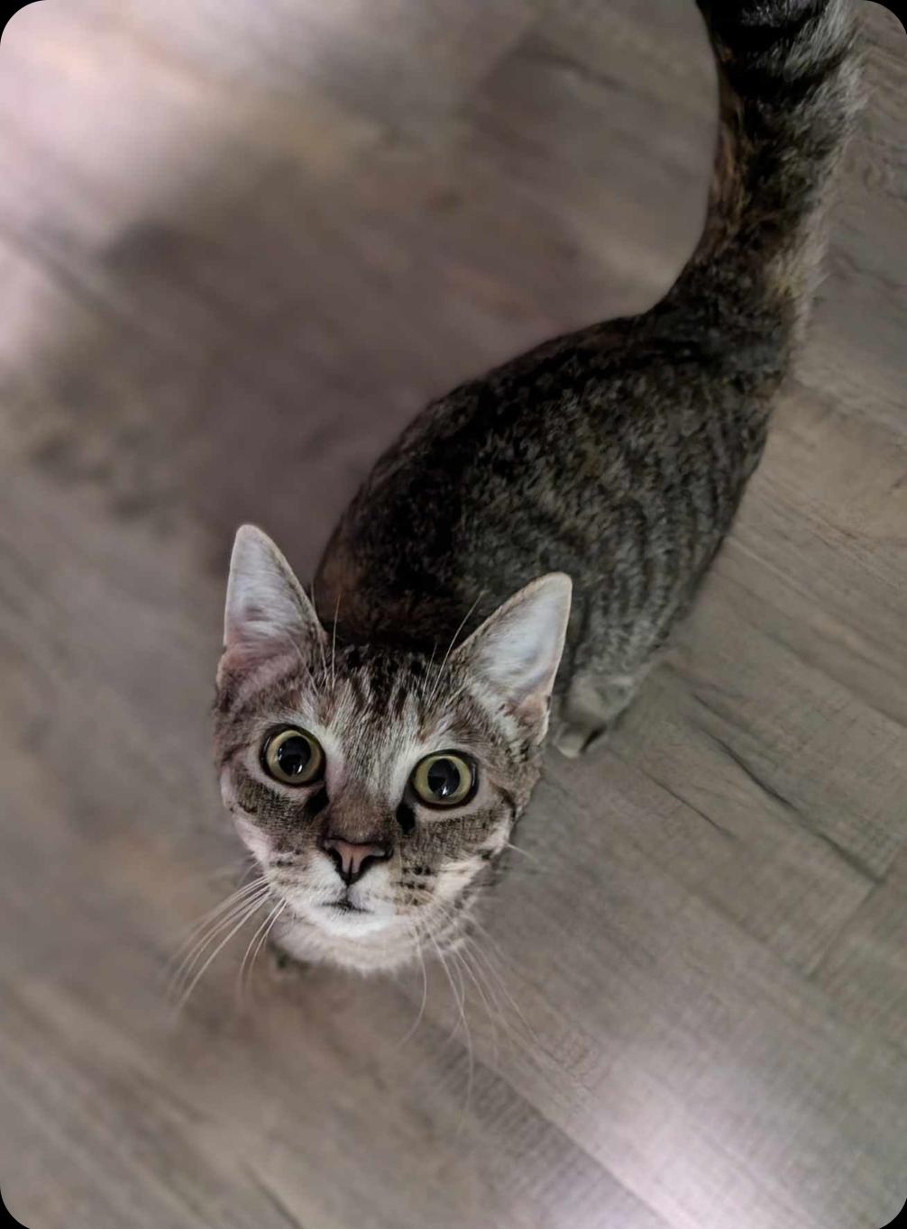 Sharron, a Adoptable Domestic Short Hair in Stuarts Draft, VA image 3/3
