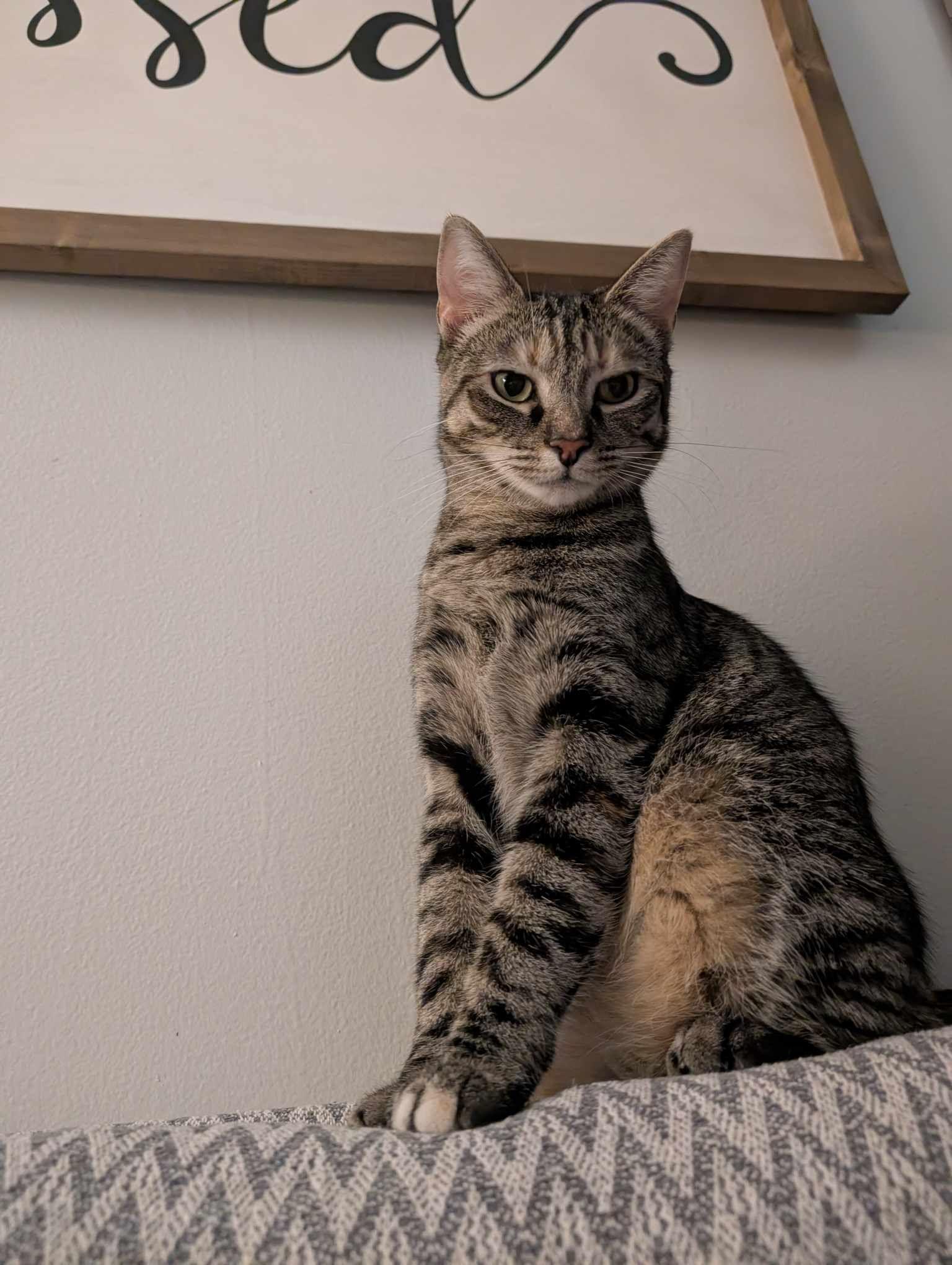 Sharron, a Adoptable Domestic Short Hair in Stuarts Draft, VA image 1/3