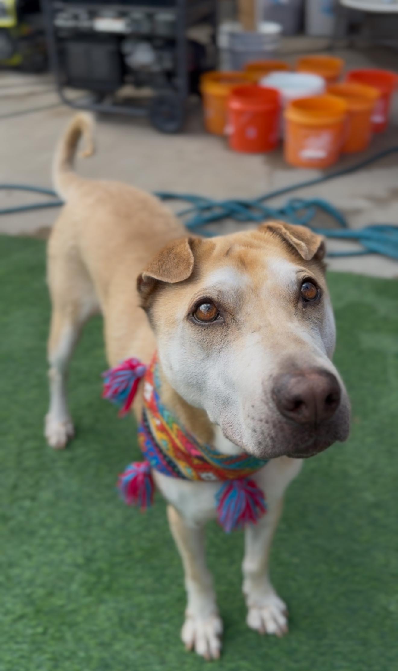 Enlarge Cassie, a Adoptable mixed breed in Chester, VA image 5/6