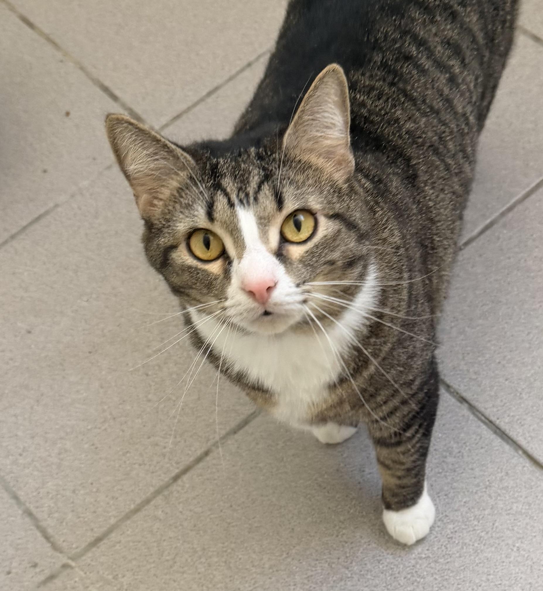 Mazey, adopted, Adult Female Tabby & Domestic Short Hair.