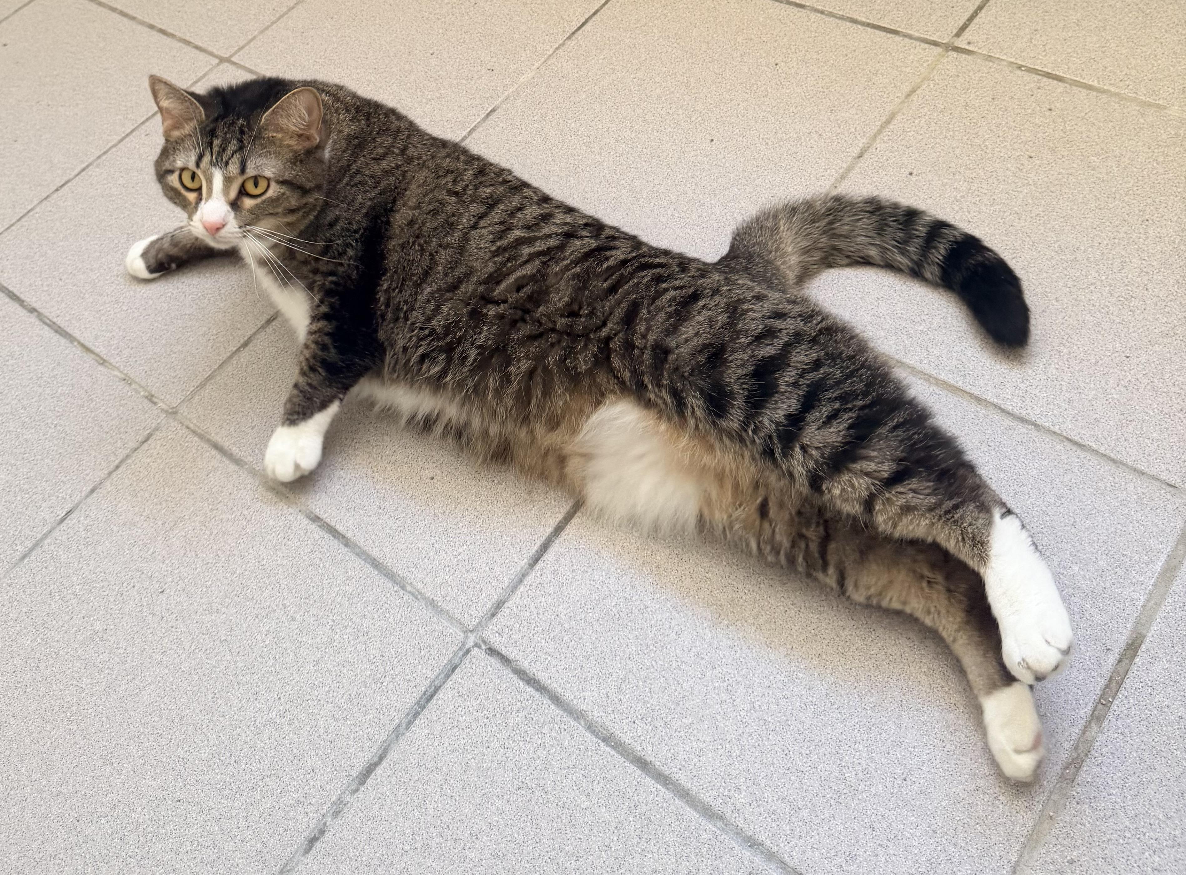 Enlarge Mazey, an adopted mixed breed in Pittsburgh, PA image 3/6