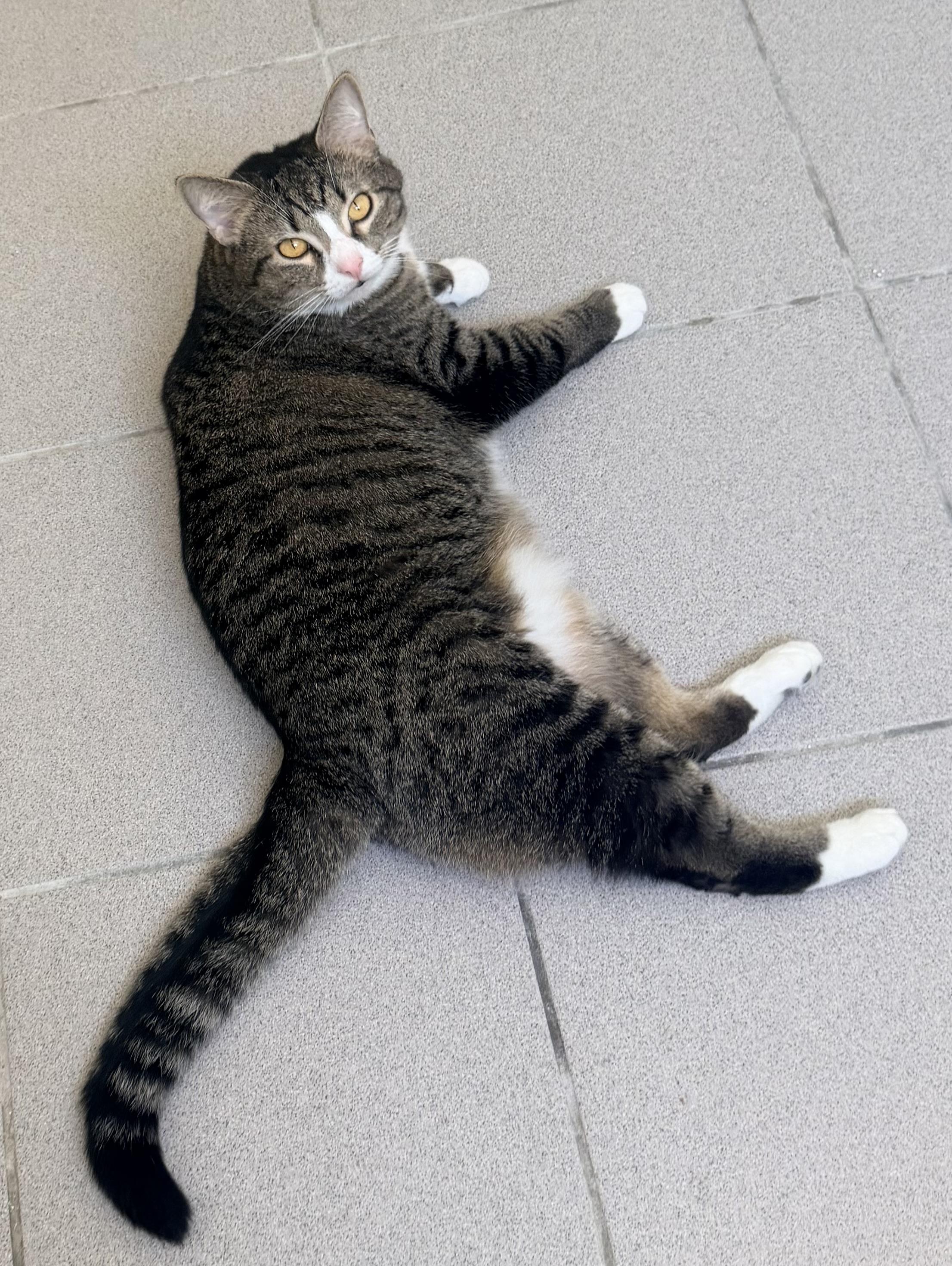 Enlarge Mazey, an adopted mixed breed in Pittsburgh, PA image 6/6