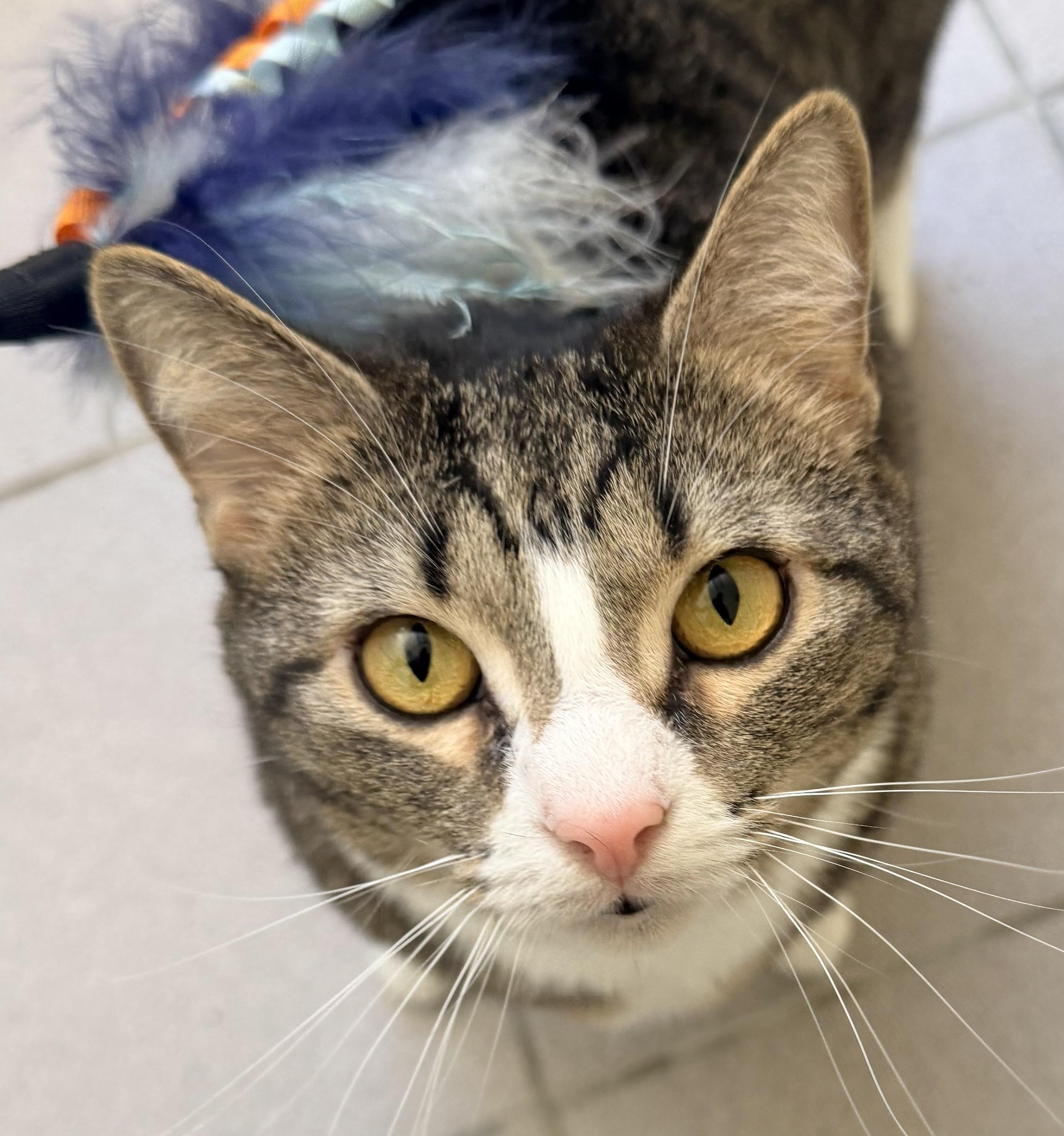 Enlarge Mazey, an adopted mixed breed in Pittsburgh, PA image 5/6