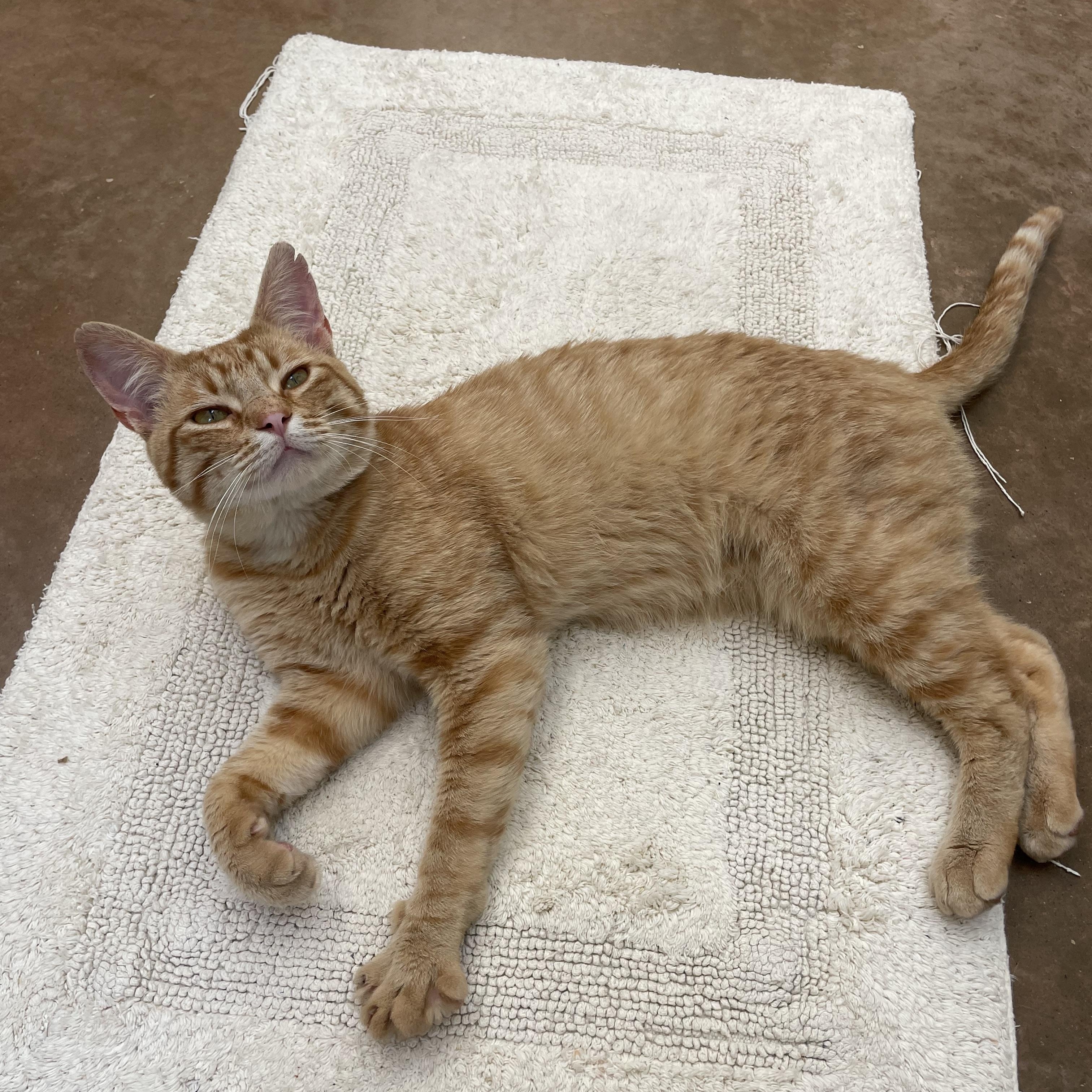 Enlarge Ollie, a Adoptable Domestic Short Hair in Friday Harbor, WA image 3/4