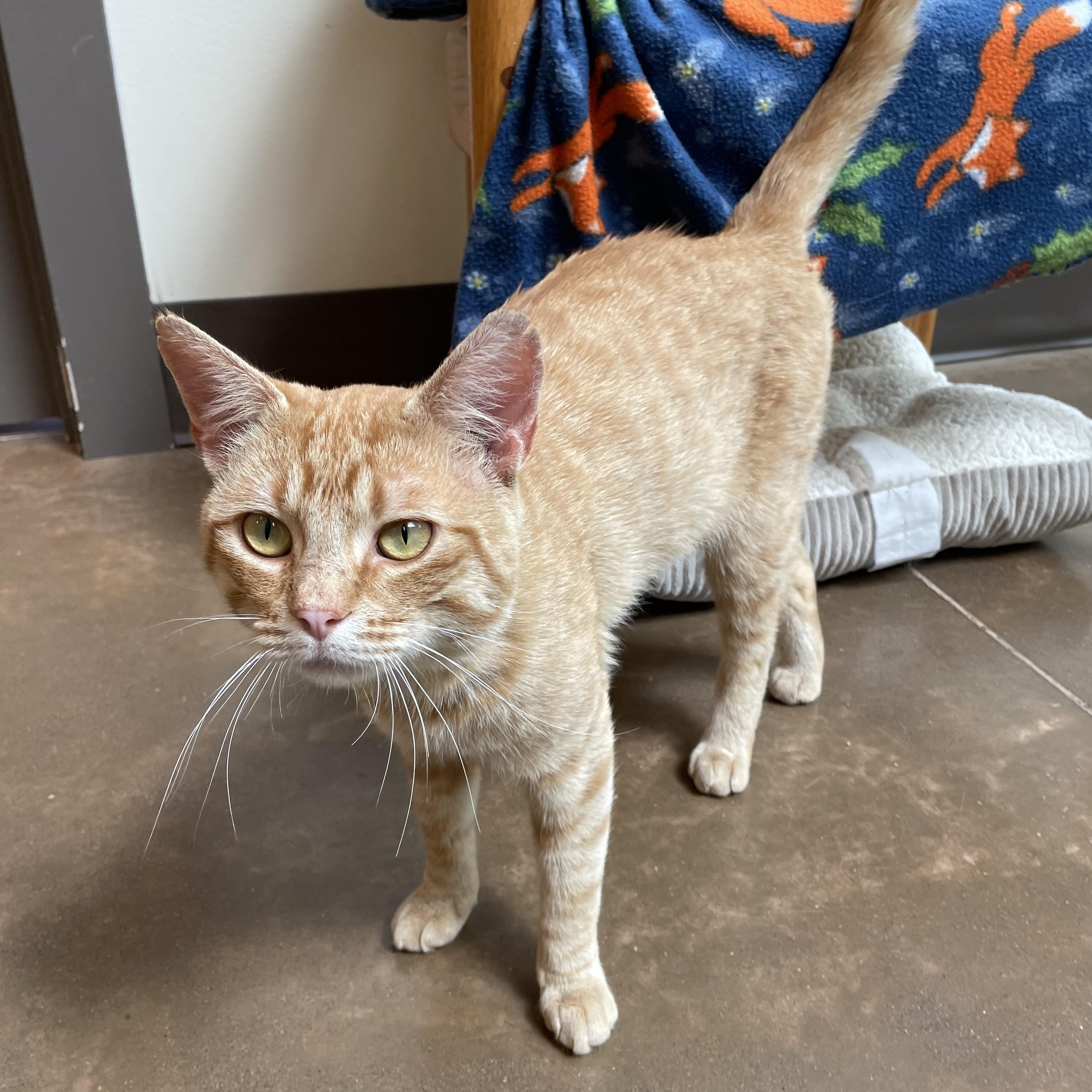 Enlarge Ollie, a Adoptable Domestic Short Hair in Friday Harbor, WA image 4/4