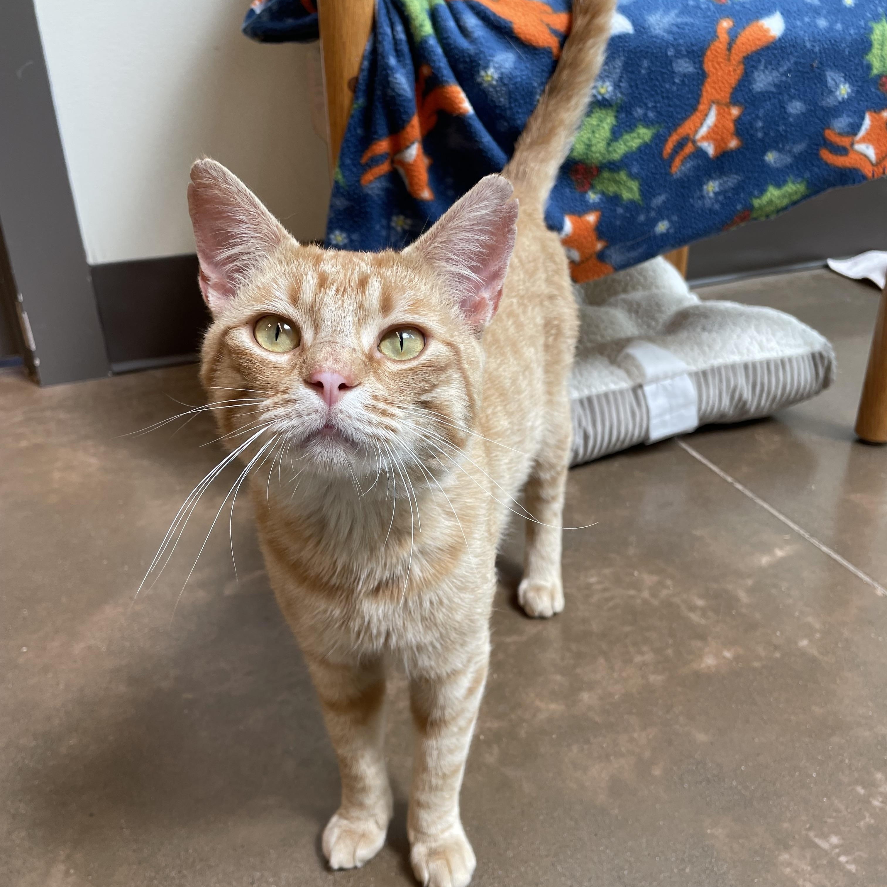 Ollie, Adoptable, Young Male Domestic Short Hair.