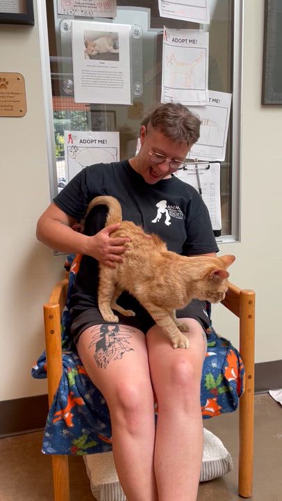 Enlarge Ollie, a Adoptable Domestic Short Hair in Friday Harbor, WA video 2/4
