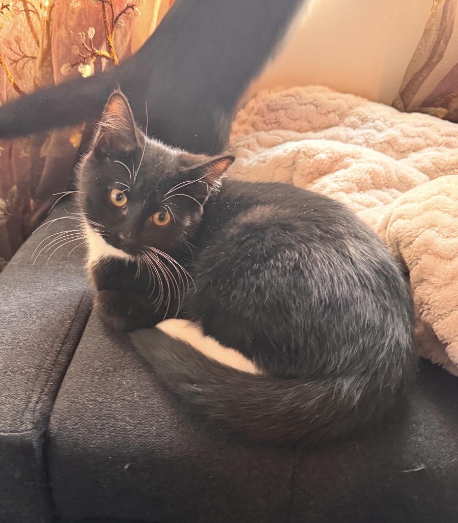 Enlarge PEPPERCORN, a Adoptable Domestic Short Hair in Spotswood, NJ image 2/4