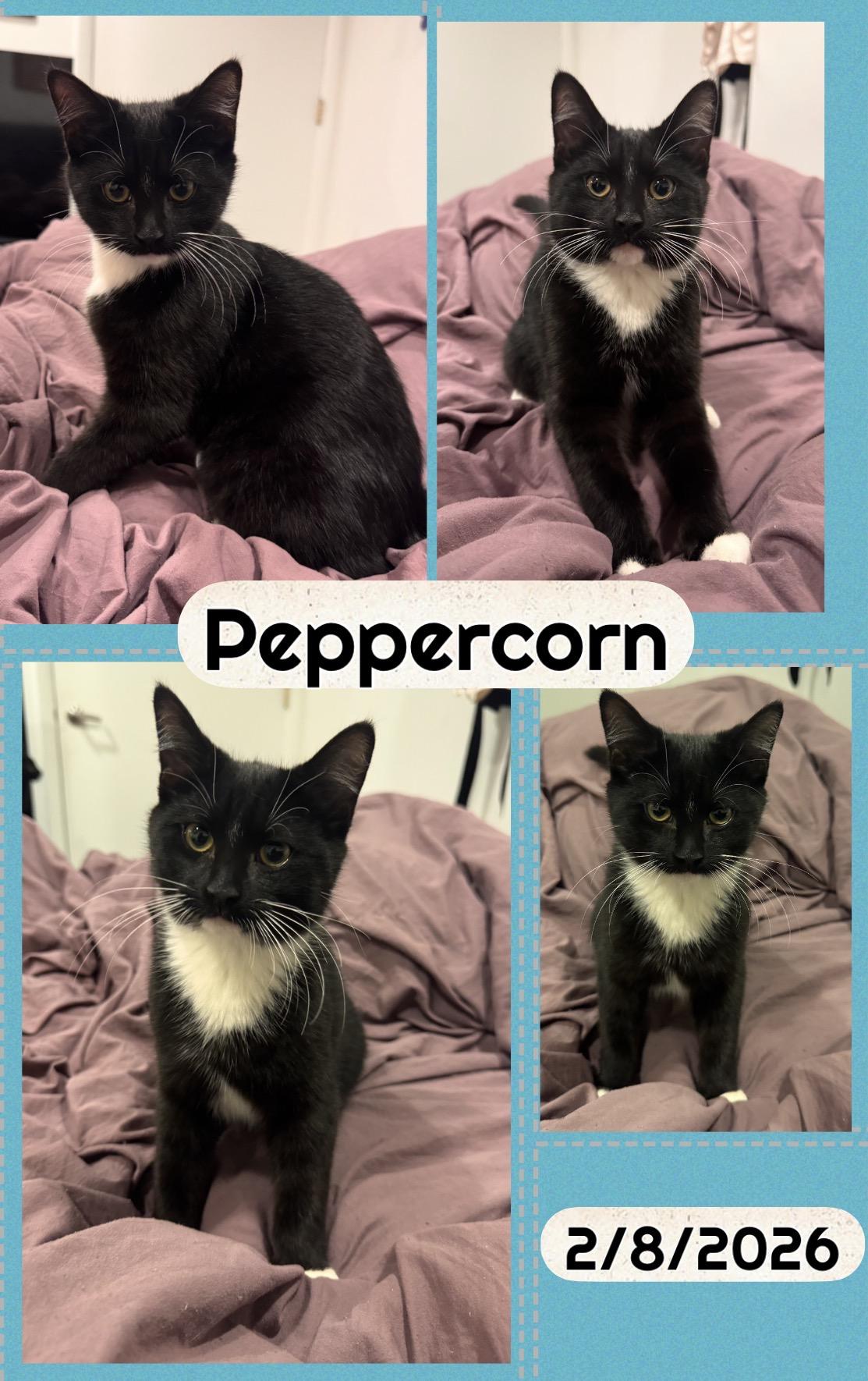 PEPPERCORN, Adoptable, Young Male Domestic Short Hair.
