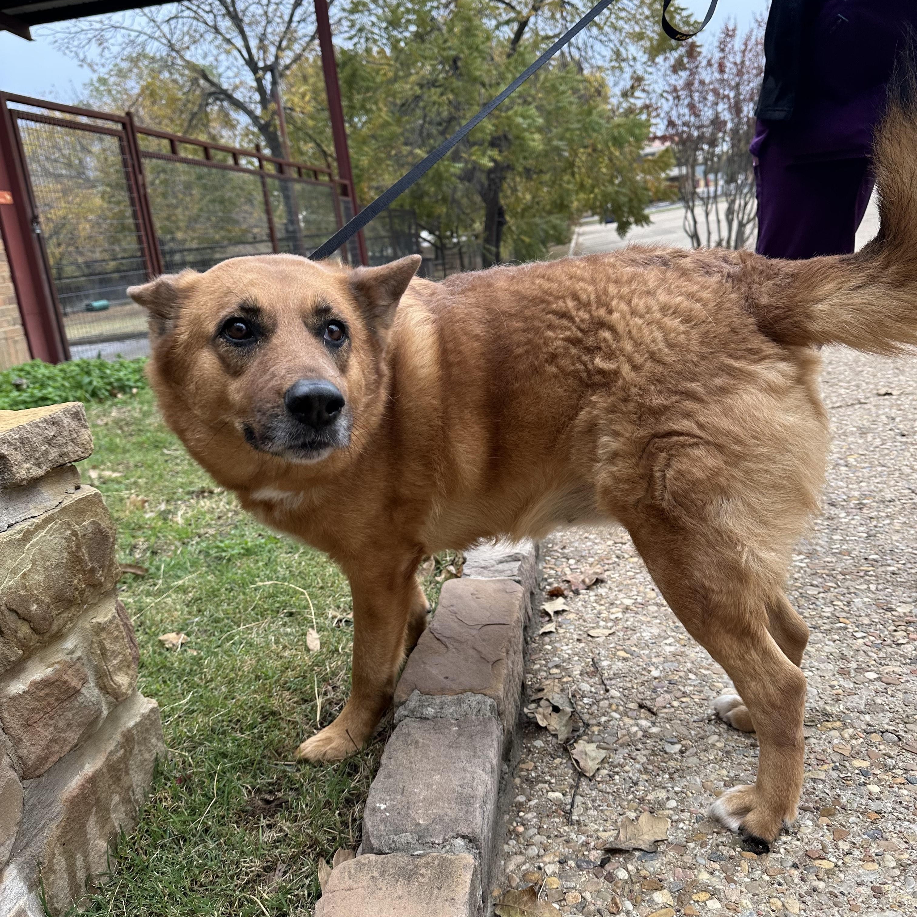 CHICKI - URGENT Need for Family, a Adoptable mixed breed in Southlake , TX image 3/4