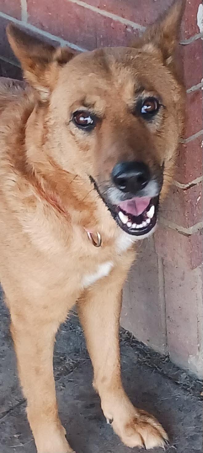 CHICKI - URGENT Need for Family, Adoptable, Adult Female German Shepherd Dog & Carolina Dog.