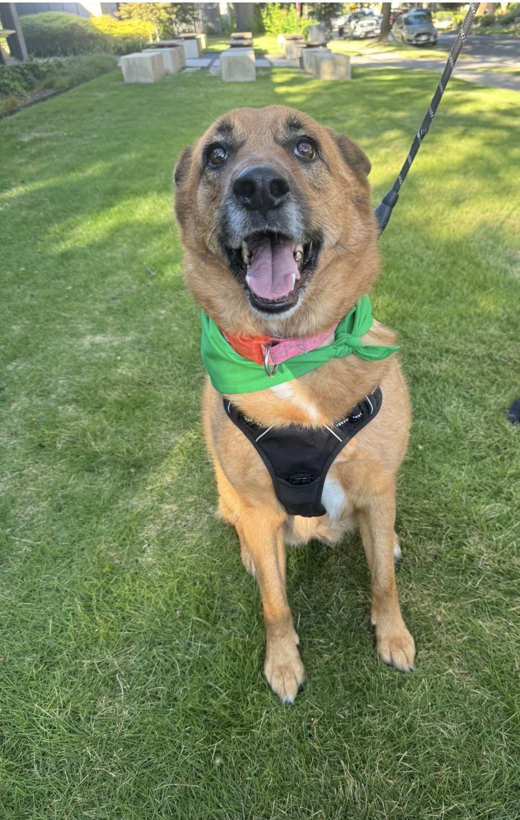 Enlarge CHICKI, a Adoptable mixed breed in Southlake , TX image 1/4