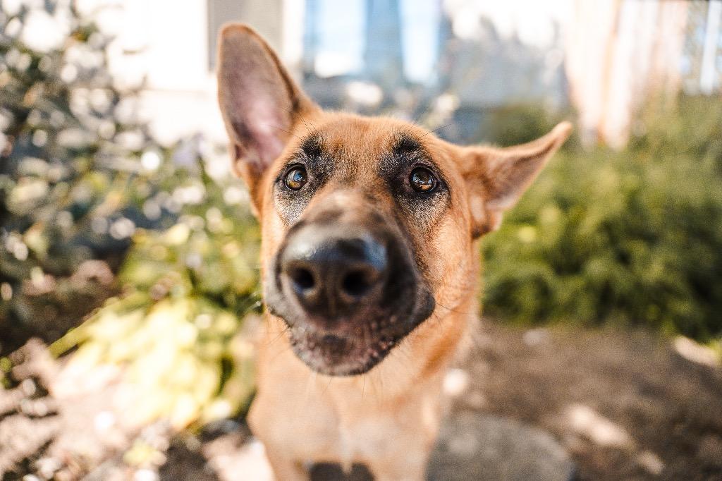 Enlarge Yassandra, a Adoptable German Shepherd Dog in Newberg, OR image 1/2