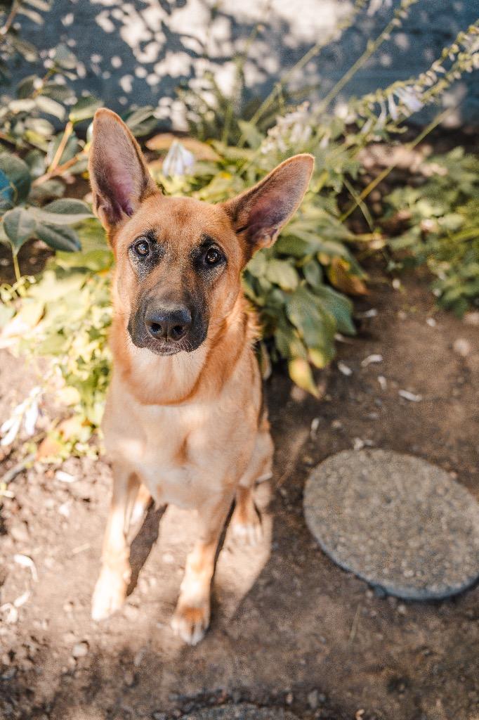 Enlarge Yassandra, a Adoptable German Shepherd Dog in Newberg, OR image 2/2