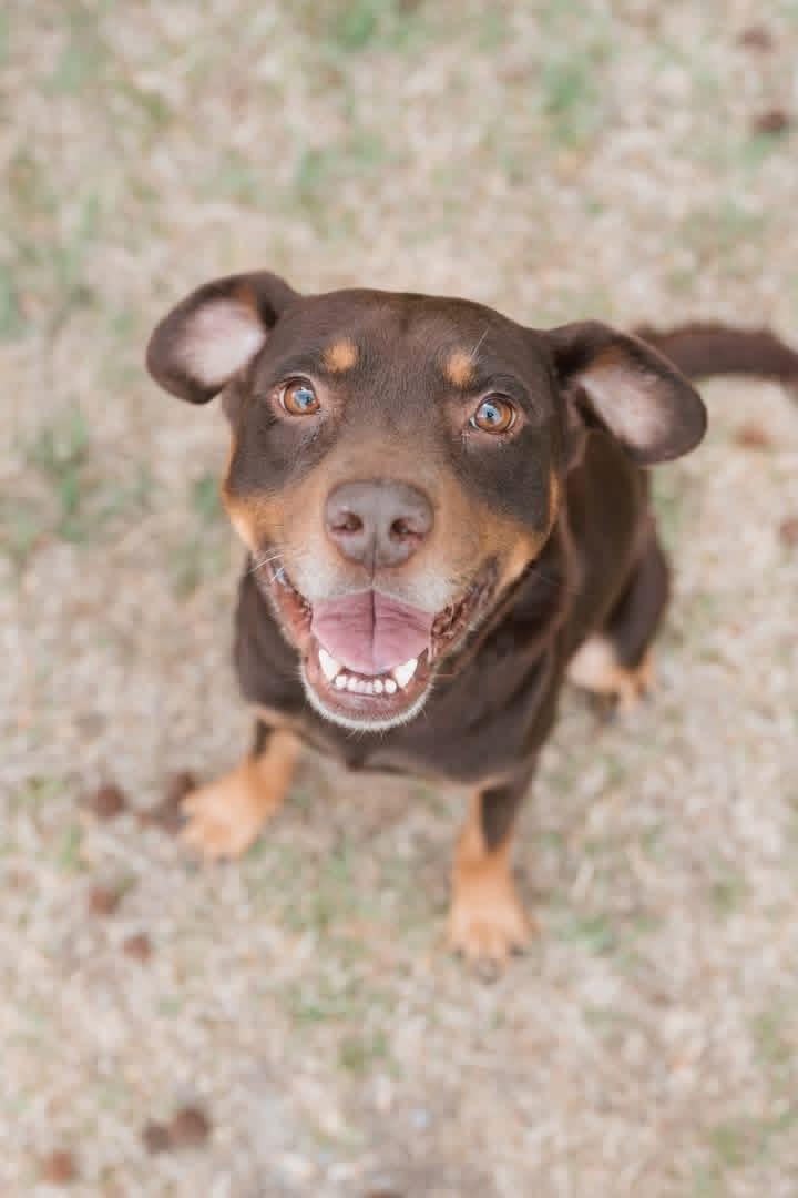 Woody, an adopted mixed breed in Ayden, NC image 3/3