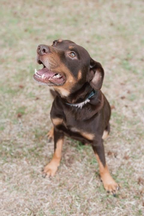 Woody, an adopted mixed breed in Ayden, NC image 2/3