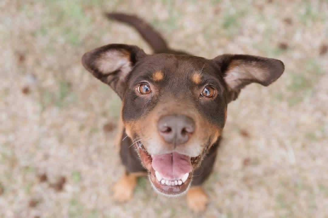 Woody, adopted, Adult Male Australian Kelpie.