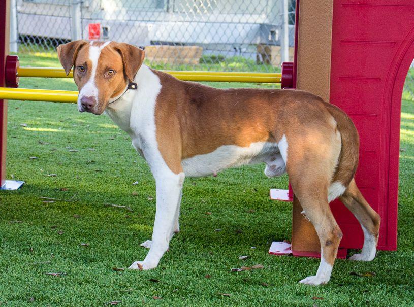 Nevielle, Adoptable, Adult Male Hound.