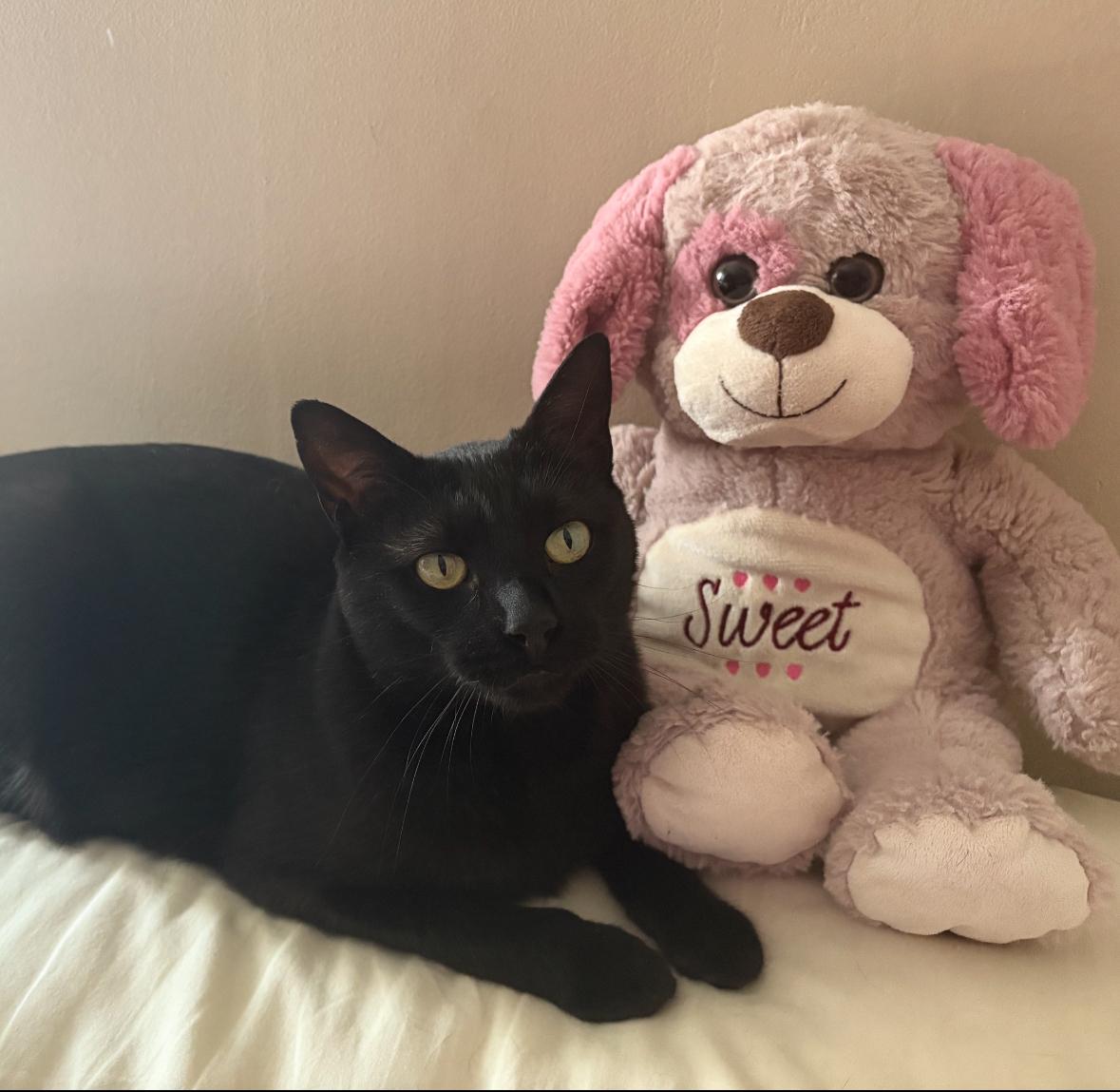 Olivia, Adoptable, Adult Female Domestic Short Hair.