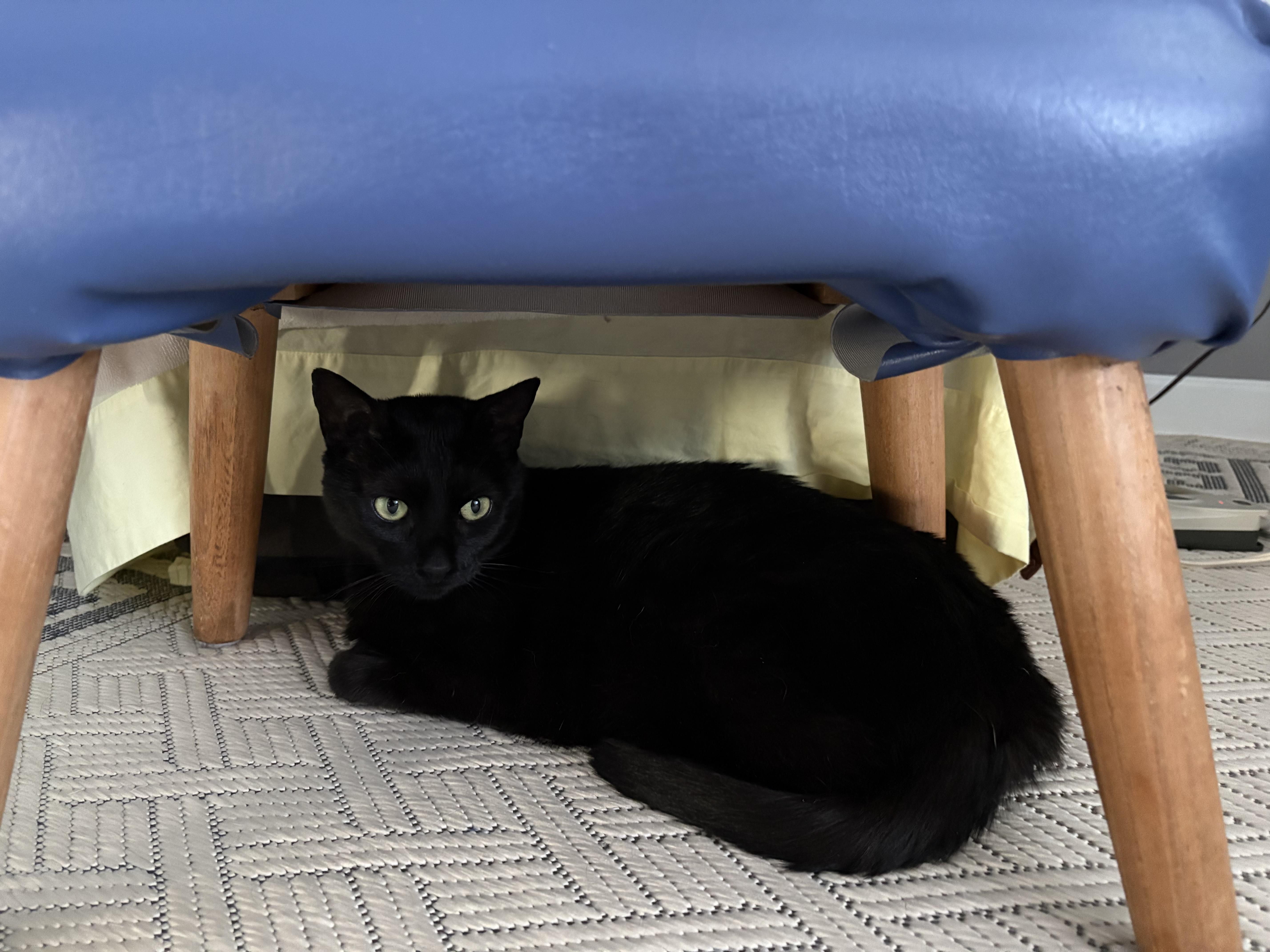 Enlarge Olivia, a Adoptable Domestic Short Hair in Highland, IN image 2/2