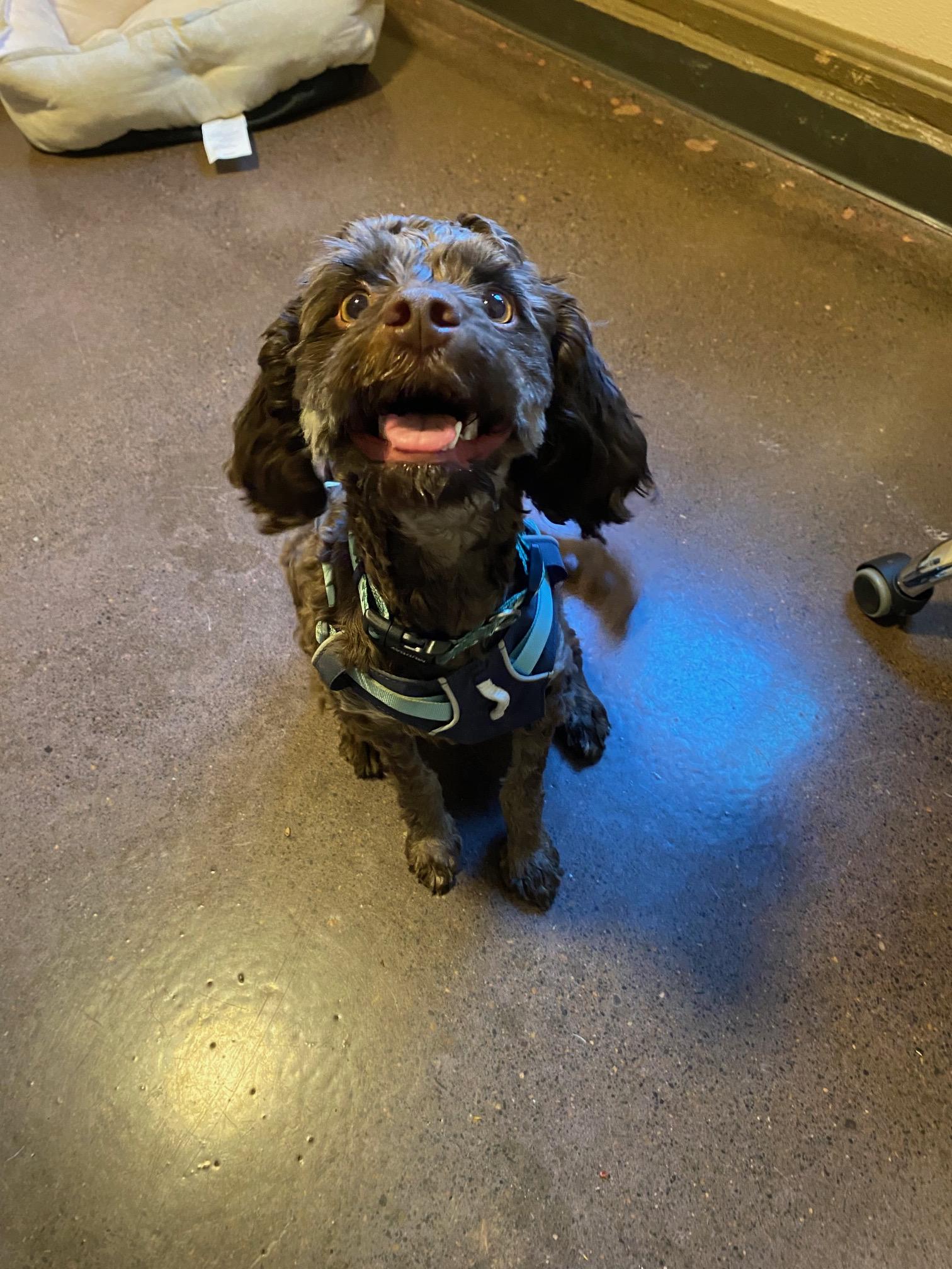 Enlarge Thor, a Adoptable mixed breed in Portland, OR image 1/4