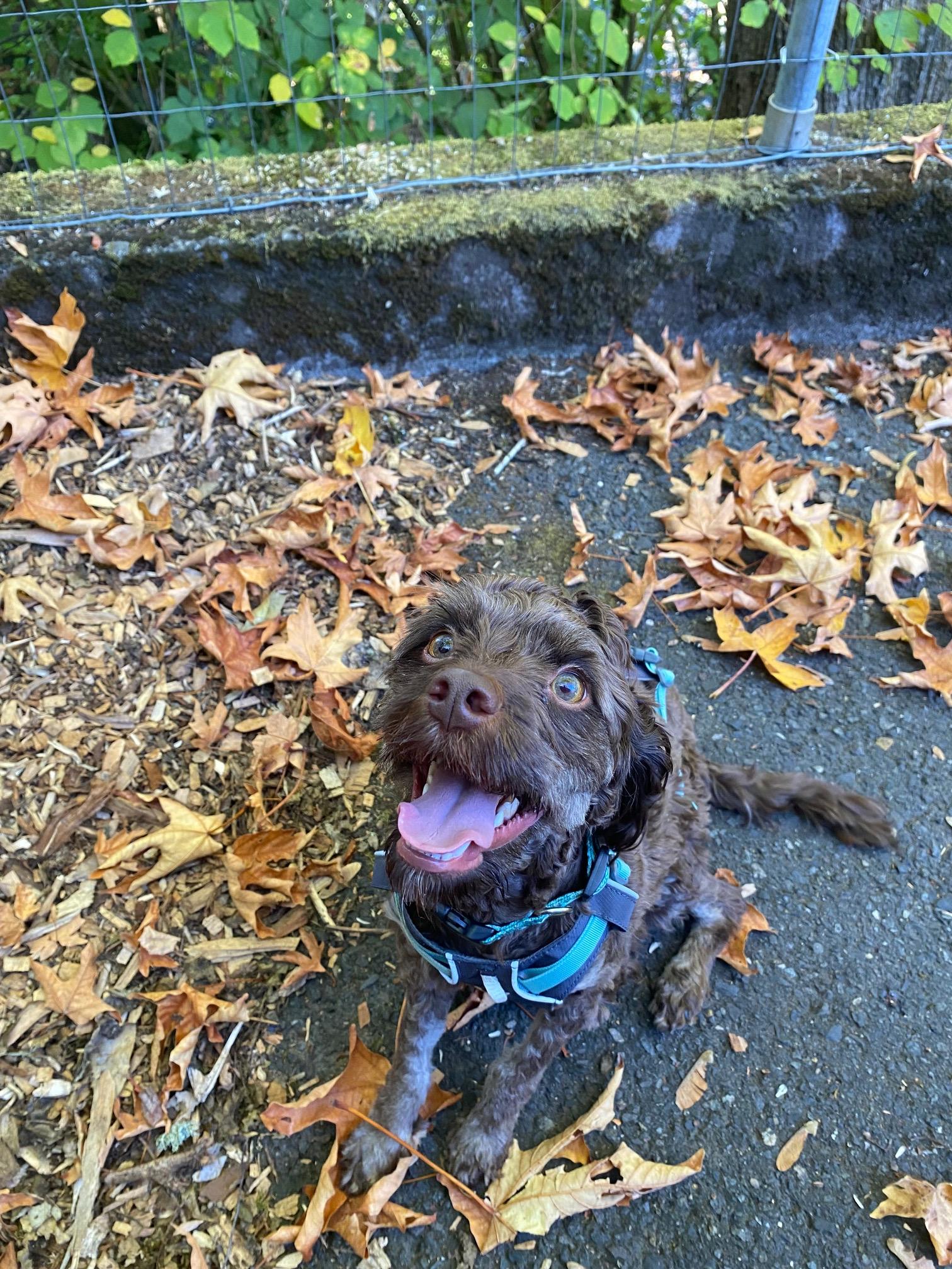 Enlarge Thor, a Adoptable mixed breed in Portland, OR image 2/4