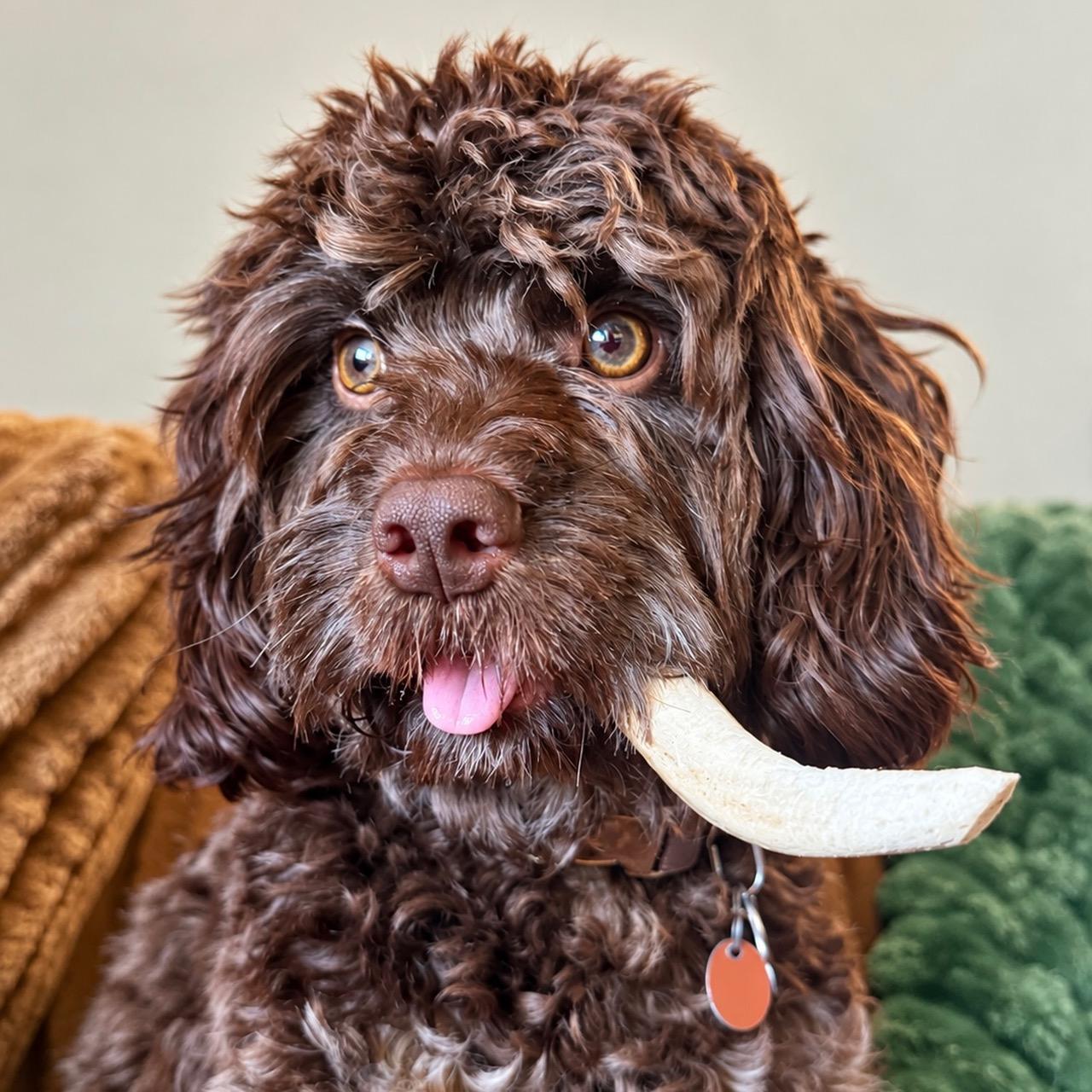 Enlarge Thor, a Adoptable mixed breed in Portland, OR image 4/4
