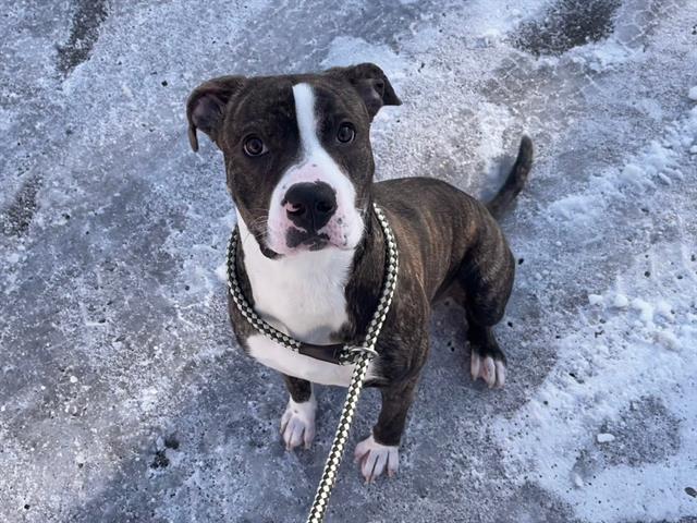 Enlarge THEODORE, a Adoptable mixed breed in Toronto, ON image 1/1