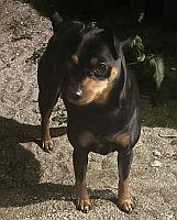 Jake, adopted, Adult Male Miniature Pinscher.