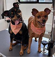 Enlarge Jake, an adopted Miniature Pinscher in Daytona Beach, FL image 2/2