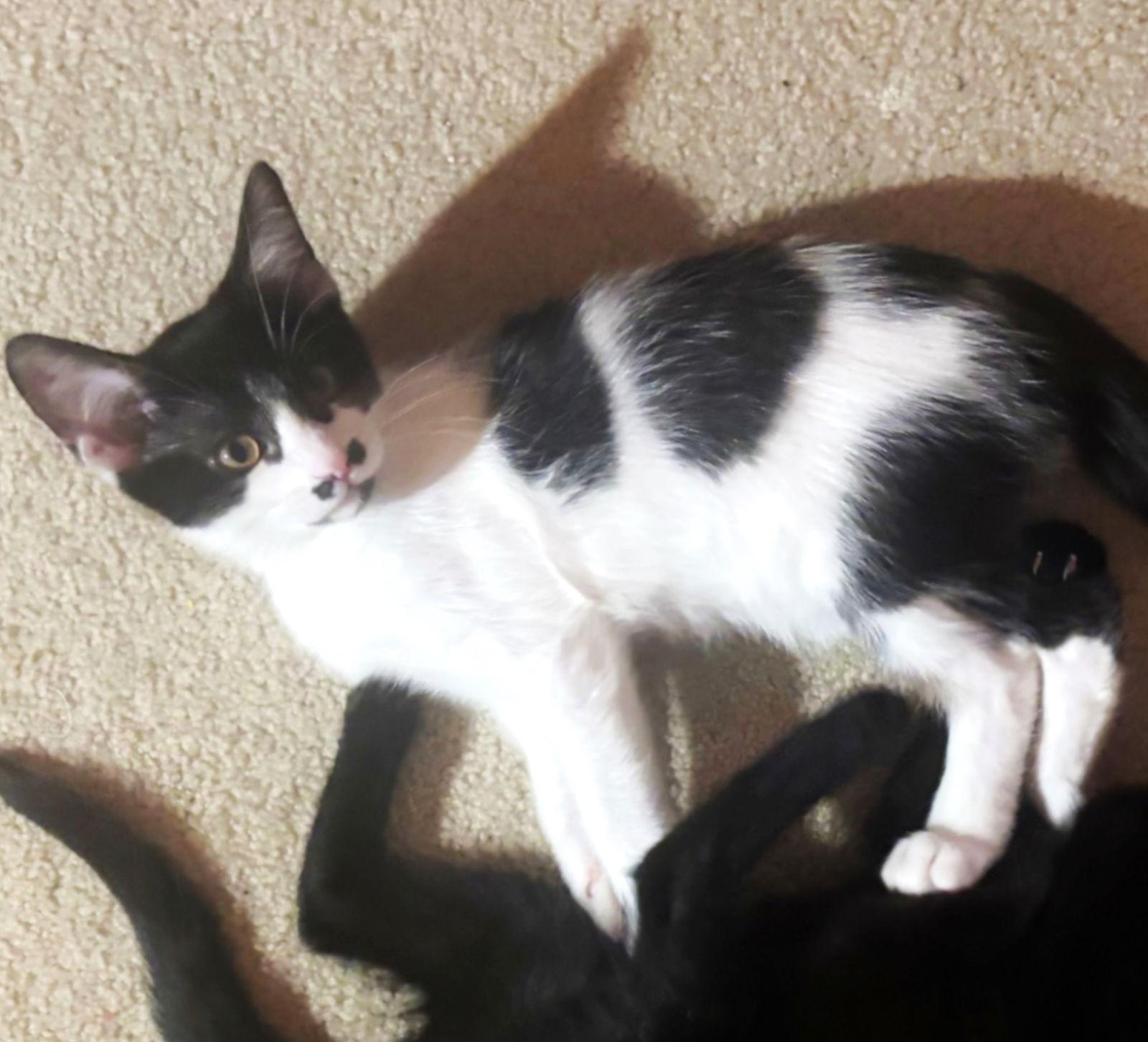 Cowgirl, Adopted, Kitten Female Domestic Short Hair & Tuxedo.