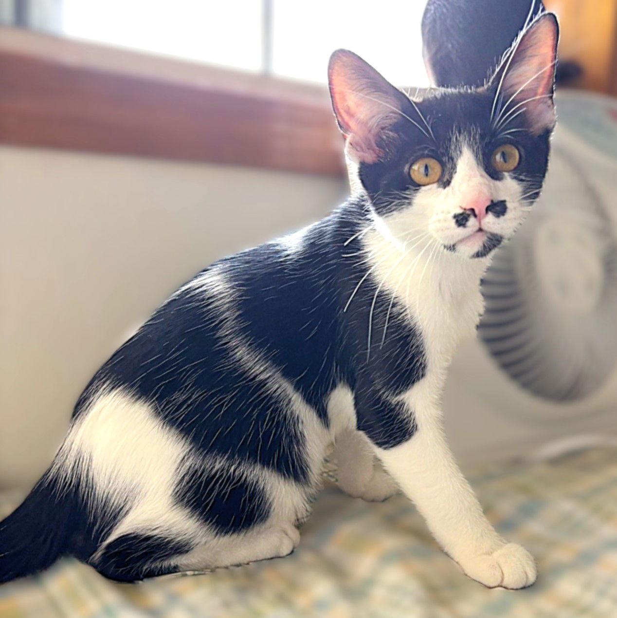 Enlarge Cowgirl, a Adopted mixed breed in Springfield, OR image 2/3