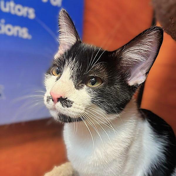 Enlarge Cowgirl, a Adopted mixed breed in Springfield, OR image 3/3