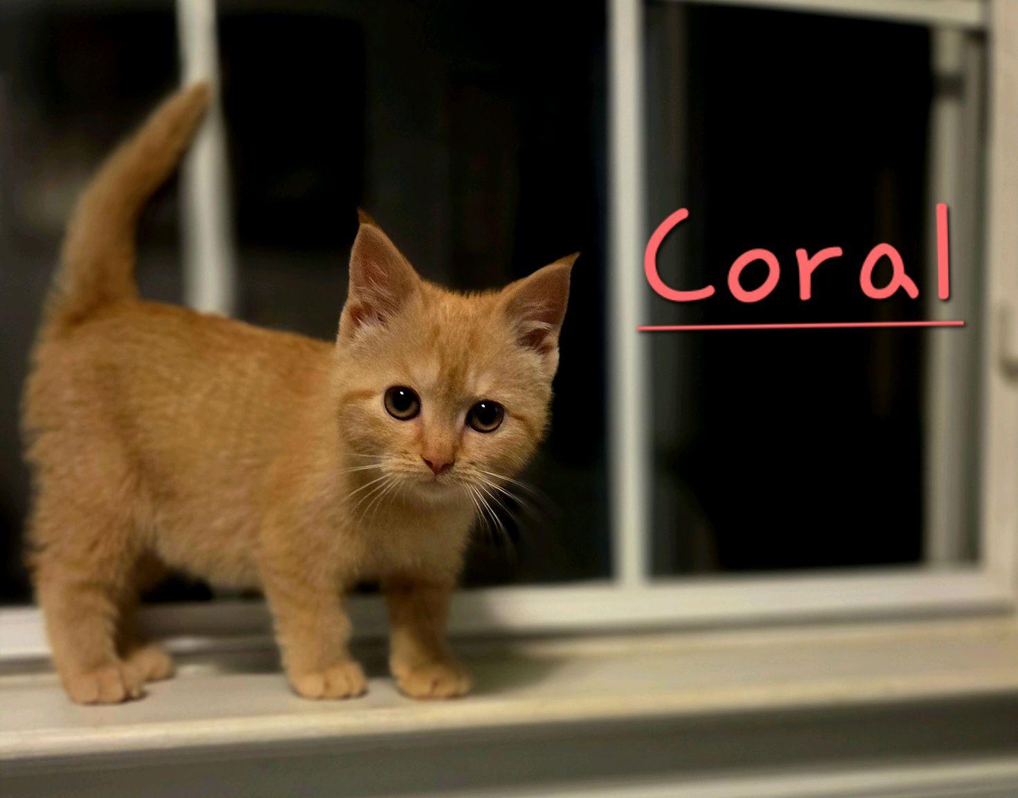 Enlarge Coral, an adopted Domestic Short Hair in Murfreesboro, TN image 5/6